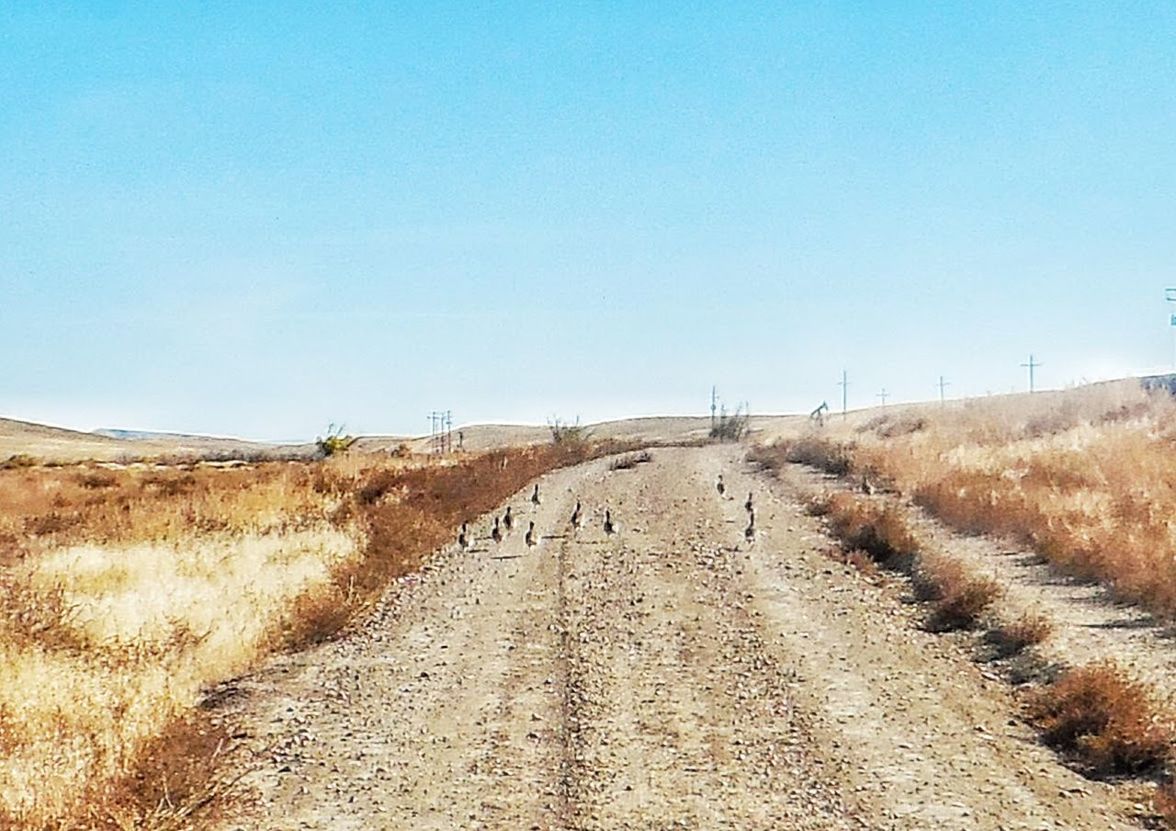 Sage hens