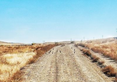 Dirt road passing through field