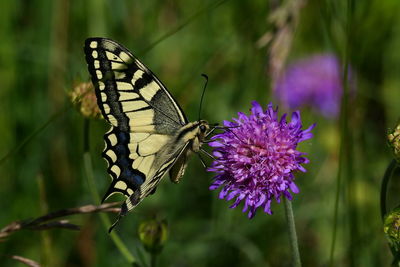 Close-up of butterfly pollinating on purple flower