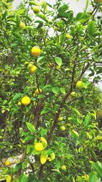 Low angle view of fruits growing on tree