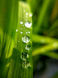 Close-up of raindrops on grass