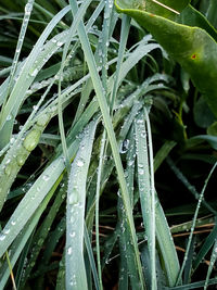 Close-up of wet plant leaves during rainy season