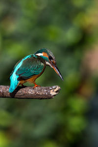 Close-up of kingfisher perching on branch