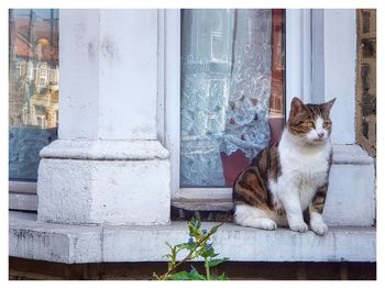 Cat at the window 