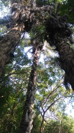 Low angle view of trees against sky