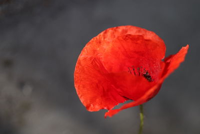 Close-up of red poppy