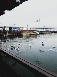 Seagulls flying over sea against sky