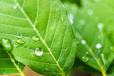 Close-up of raindrops on leaves