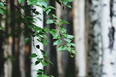 Close-up of ivy growing on tree