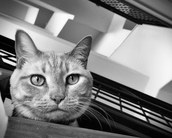 Close-up portrait of cat