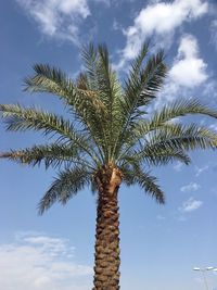 Low angle view of palm tree against sky