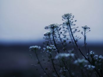 Close-up of flowers against blurred clear sky