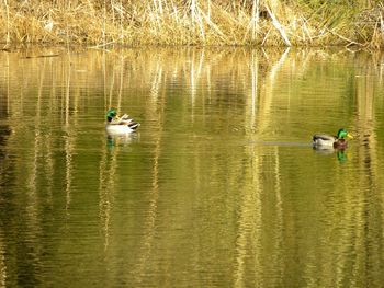 Ducks swimming in lake