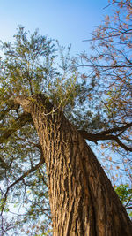 Low angle view of tree against clear sky