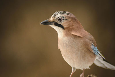Close-up of a bird