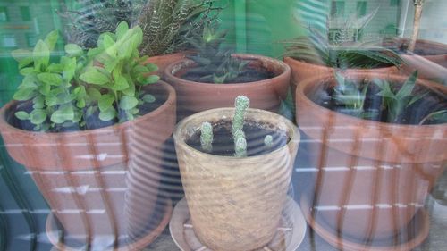 Close-up of potted plant