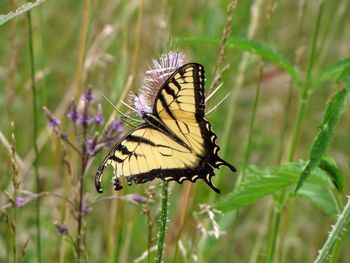 Close-up of butterfly pollinating on flower