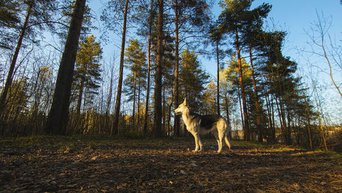 Dog standing in a forest