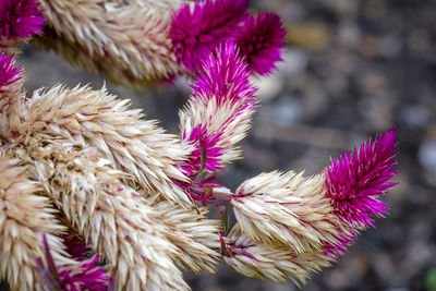 Close-up of wilted flowering plant