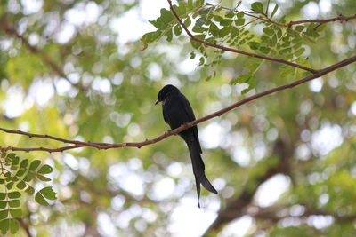 Low angle view of bird perching on branch