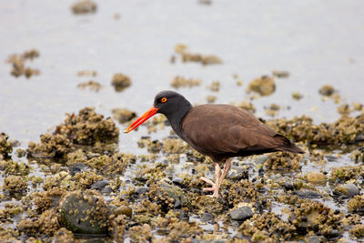 Close-up of bird perching on rock