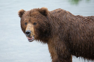 brown bear