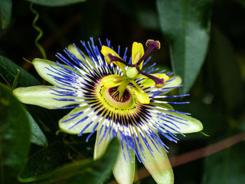 Close-up of purple flower