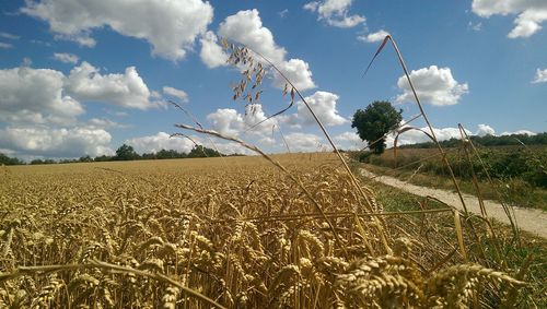 View of stalks in field against cloudy sky