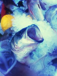 Close-up of fish underwater