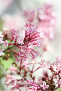 Close-up of pink cherry blossoms