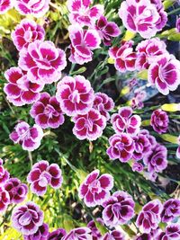 High angle view of pink flowering plants