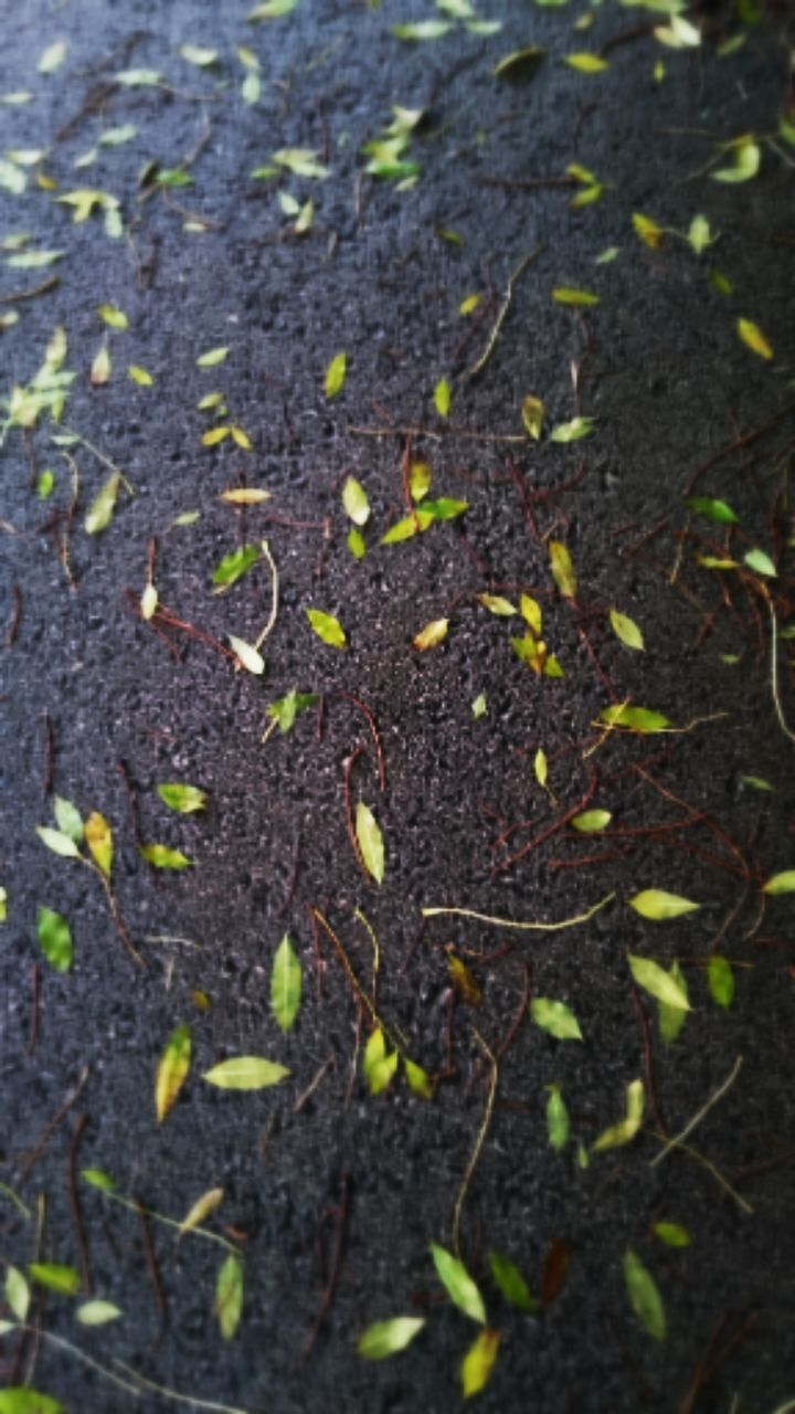 leaf, high angle view, nature, growth, autumn, plant, fallen, field, fragility, dry, leaves, beauty in nature, day, outdoors, change, season, tranquility, no people, close-up, ground