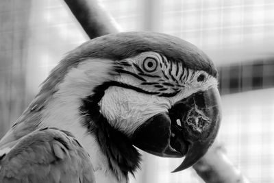 Close-up portrait of macaw in zoo