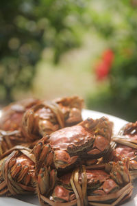 Close-up of seafood in plate