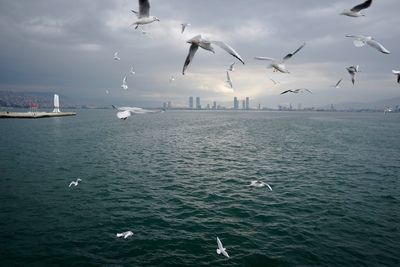 Seagulls flying over sea