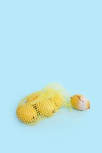 Close-up of lizard on white background