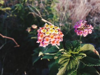 Close-up of pink flowering plant