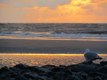 View of bird on beach during sunset
