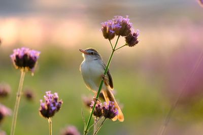 Close-up of bumblebee on purple flower