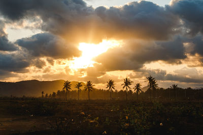 Silhouette plants on field against sky during sunset