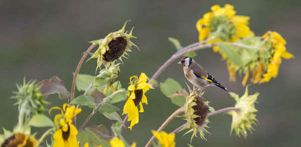 Goldfinch sits on an old sunflower with seeds between blooming sunflowers 