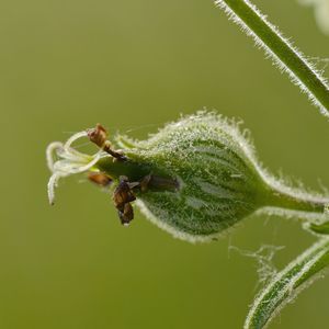 Close-up of insect on plant