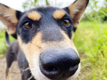 Close-up portrait of dog on field