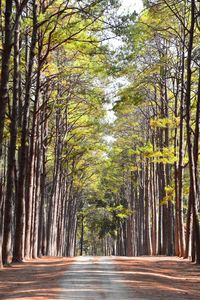 Road amidst trees in forest