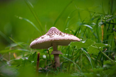 Close-up of mushroom on field