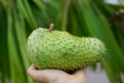 Close-up of hand holding fruit