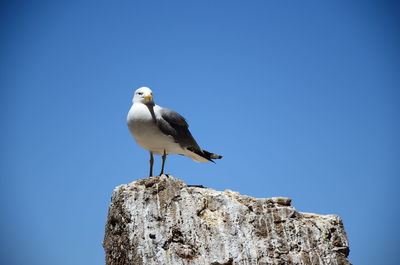 Low angle view of bird perching against clear blue sky