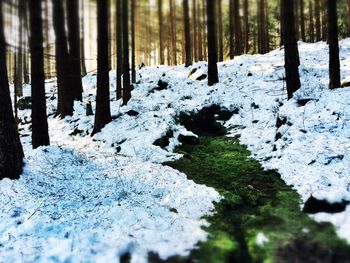 Trees in forest during winter