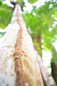 Close-up of tree trunk in forest