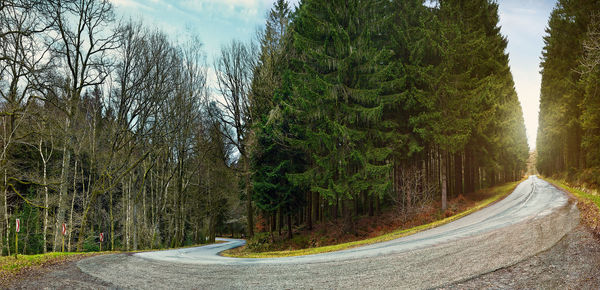 Empty road and trees at forest